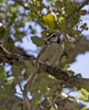 Bridled Titmouse